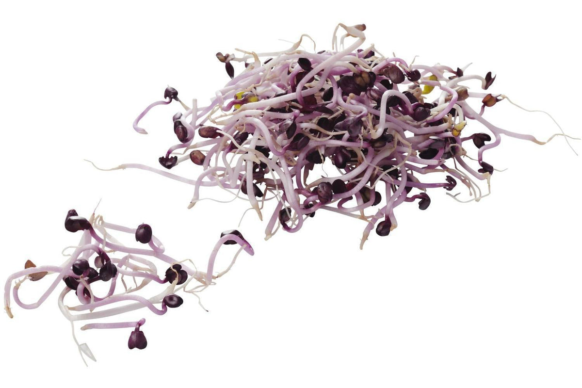 Scheuten Sprout/ scheuten – Joily's