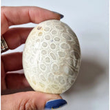 Fossil coral palm stone, pale ivory with circular disk patterns; stress-relief healing gift