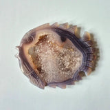 Grijze druzy agaat vis carving, Moonlight Gemstones, geode kristallen binnen, 13,4 x 11,2 cm, 277 g