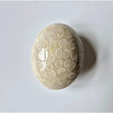 Kristal Koraal Jade Fossil Palm Stone by Moonlight Gemstones, beige with circular fossil patterns for stress relief
