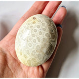Kristal Koraal Jade fossil palmstone is a cream-colored stress-relief gemstone held in the hand