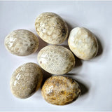 Moonlight Gemstones Kristal Koraal Jade fossil palmstone set of 7 pale beige stones with fossil patterns